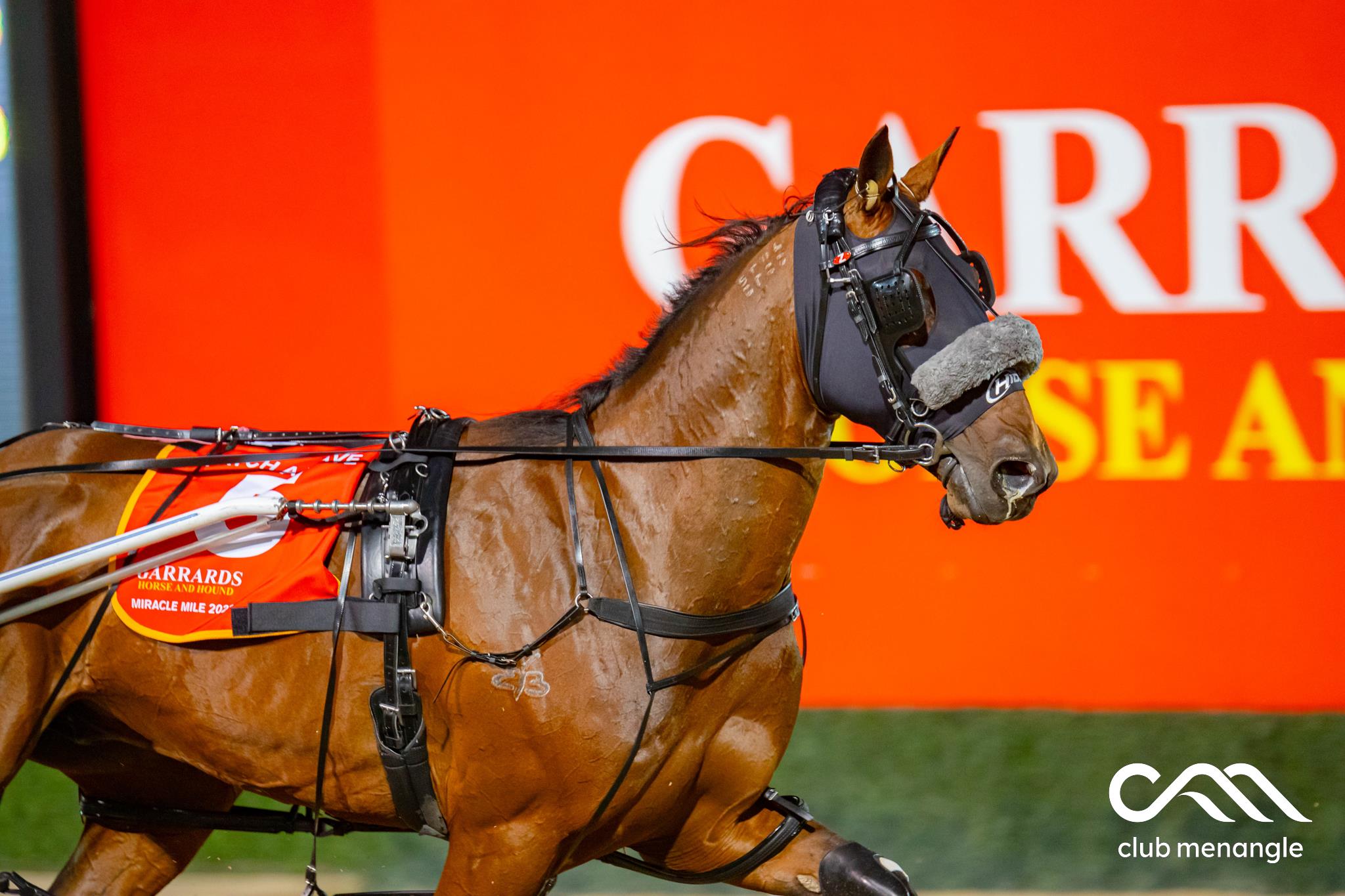  Another adventure for Tex as Andy and Kate chase Carnival of Cups riches